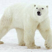 Polar Bear Ursus Maritimus Male Art Print