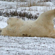 Polar Bear Yoga Art Print