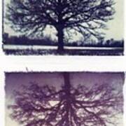 Polaroid Transfer Tree Art Print