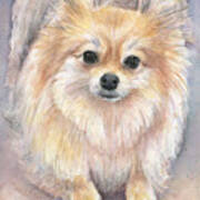 Pomeranian Watercolor Art Print