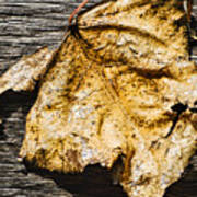 Poplar Leaf On Barn Wood - 2 Art Print