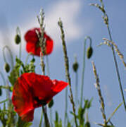 Poppies In The Skies Art Print