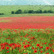 Poppy Field And Cows Art Print