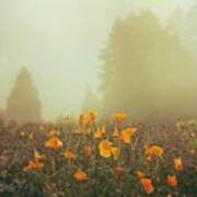 Poppy Field In Mist Art Print