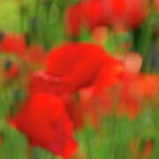 Poppy Scape Art Print