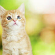 Portrait Cute Kitten Blurred Scenic Background Art Print