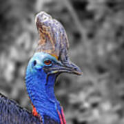 Portrait Of A Double-wattled Cassowary Ii Altered Version Art Print