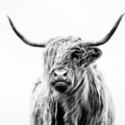 Portrait Of A Highland Cow Art Print