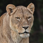 Portrait Of A Lioness Ii Art Print