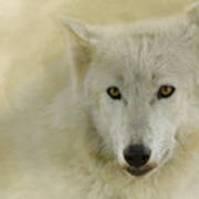 Portrait Of A Timber Wolf Art Print