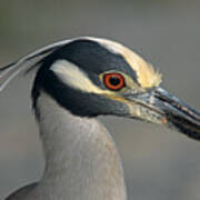 Portrait Of A Yellow Crowned Heron Art Print