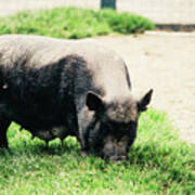 Potbelly Pig On Grass Art Print