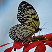 Praying Butterfly Art Print