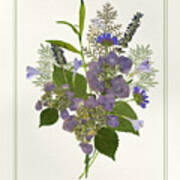 Pressed Dried Flower Painting - Blue Hydrangeas Lavender Ferns Art Print