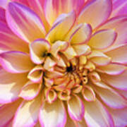 Pretty In Pink Dahlia Art Print