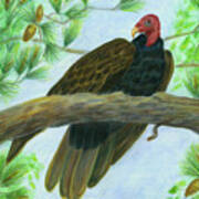 Pretty Redhead Turkey Vulture Art Print