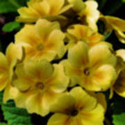 Pretty Yellow Primrose Flowers Art Print