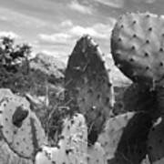 Prickly Pear At Enchanted Rock Art Print