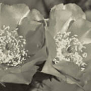 Prickly Pear Blooms In Sepia Art Print