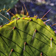 Prickly Pear Study No. 9 Art Print