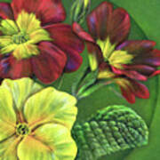 Primula Art Print