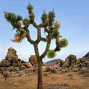 Profile Of A Joshua Tree Art Print