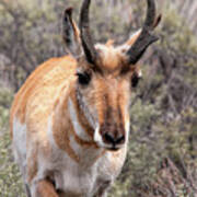 Pronghorn Buck Art Print