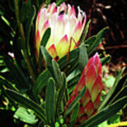 Protea Flower 3 Art Print