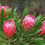 Proteas In Bloom By Kaye Menner Art Print