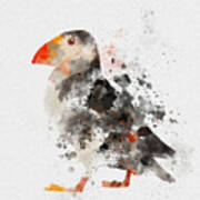 Puffin Art Print