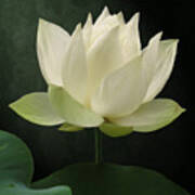 Pure Lotus Art Print