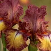 Purple And Yellow Bearded Iris Art Print