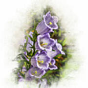 Purple Canterbury Bells Art Print