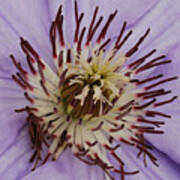 Purple Clematis Art Print