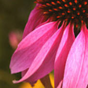 Purple Coneflower Close-up Art Print