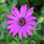 Purple Daisy Osteospermum Art Print