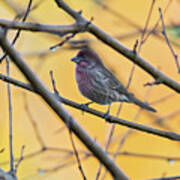 Purple Finch Bird Sitting On Tree Branch With Yellow Background Art Print