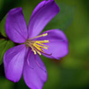 Purple Flower Macro Art Print