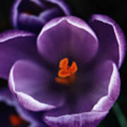 Purple Flower Art Print