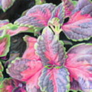 Purple Flowering Plant Art Print