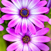 Purple Flowers Art Print