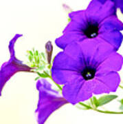 Purple Flowers On Light Background Art Print