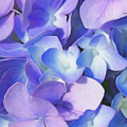 Purple Hydrangea Art Print