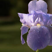 Purple Iris After The Rain Art Print