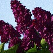 Purple Lilac 3 Art Print