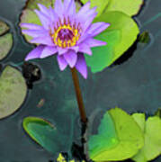 Purple Lilly With Lilly Pads Art Print