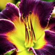 Purple Lily - Close Up Art Print