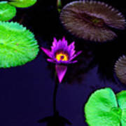 Purple Lily Art Print