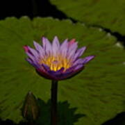 Purple Lotus Waterlily And Lily Pads Art Print