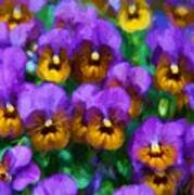 Purple Pansies Art Print